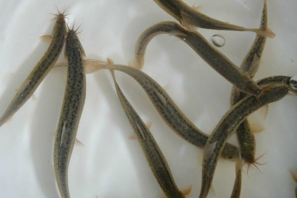稻田养泥鳅技术，疾病防治是非常重要的一环