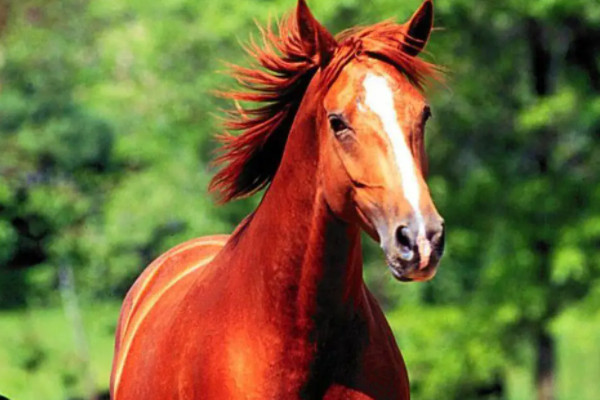 马的养殖方法有哪些，饲养管理是马养殖的关键环节