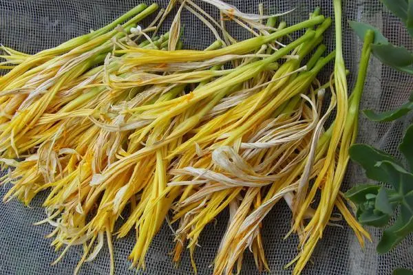 黄花菜种植技术和管理，选择适合的种植方法