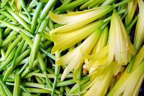黄花菜种植技术和管理，选择适合的种植方法