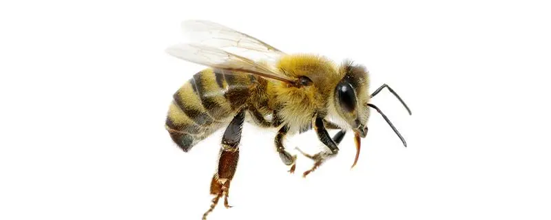 蜜蜂如何完成花粉传递与繁衍，蜜蜂授粉的过程