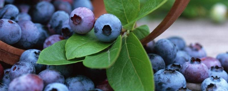 蓝莓特殊营养成分，膳食价值