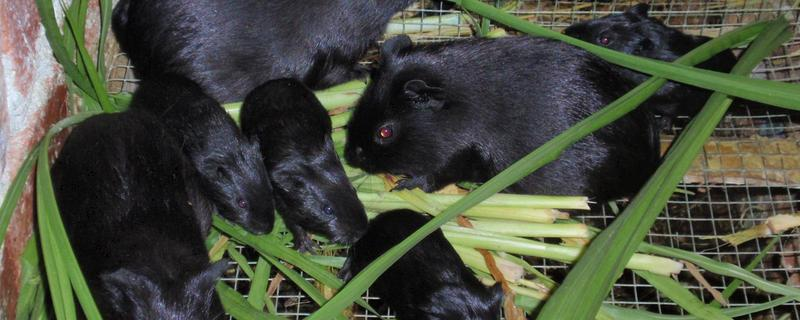 优质黑豚养殖技巧，选择合适的品种对于黑豚养殖至关重要