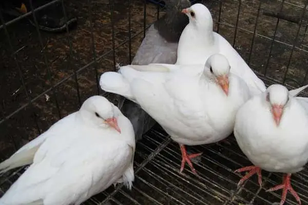 肉鸽怎么养殖方法，怎么饲养管理