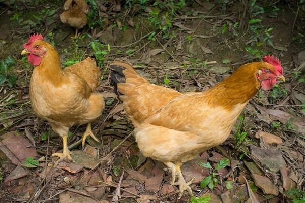 鸡养殖的常见疾病和预防