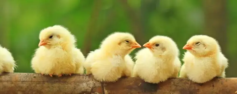 鸡养殖的常见疾病和预防
