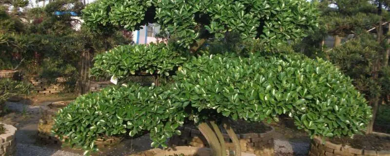 黄杨树种植技术，浇水是确保栽苗成活的主要措施