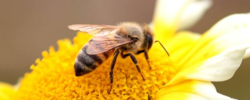 蜜蜂属于什么类动物