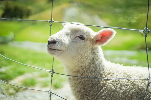羊养殖技术和方法，日常管理