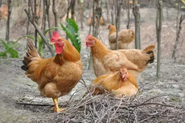 宝鸡哪里有散养土鸡，新鲜健康
