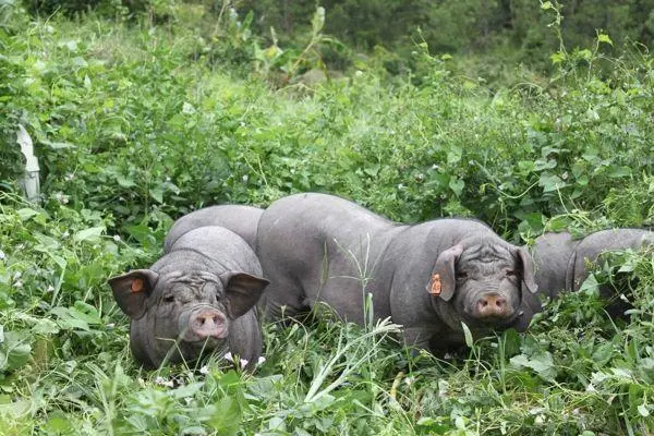 黑猪养殖场，打造高效盈利的养殖场