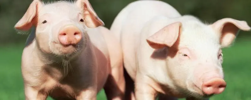 农村养猪，养猪的条件和注意事项