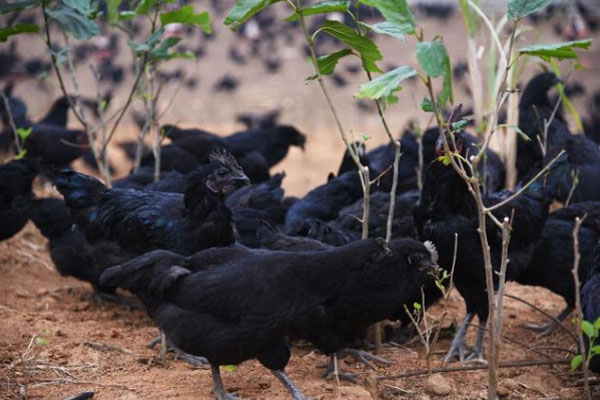 五黑鸡养殖的缺点，有哪些需要注意的问题