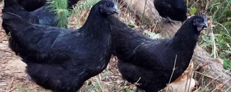 五黑鸡养殖的缺点，有哪些需要注意的问题