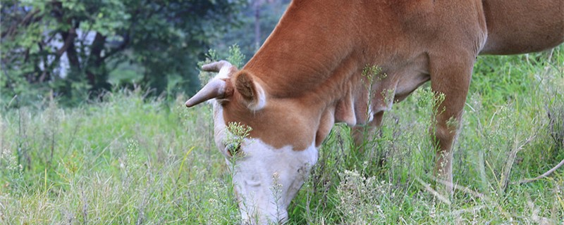 冬季养牛怎么让肉牛长得快，冬季养牛方法