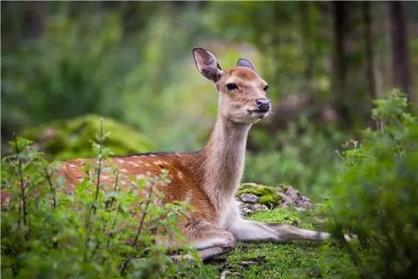 梅花鹿母鹿，泌乳期对饲料营养有什么要求