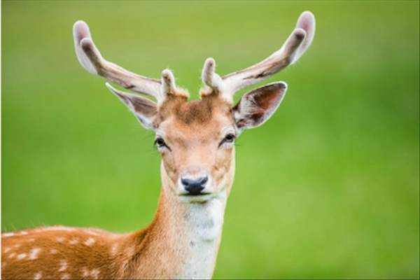 梅花鹿母鹿，泌乳期对饲料营养有什么要求
