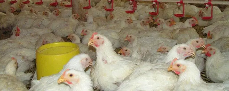 喂肉鸡一只利润是多少，养殖技巧和市场行情分析