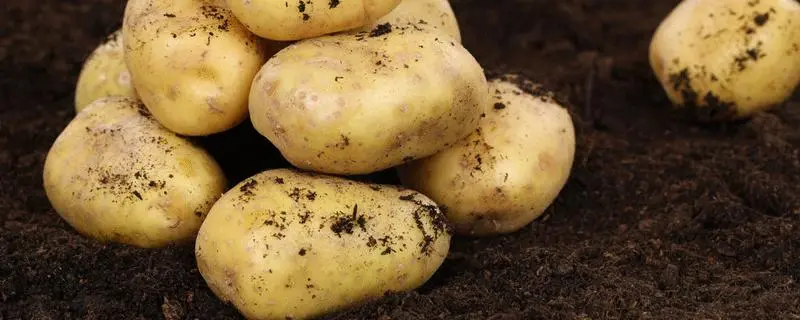 土豆高产种植技术，选择适合当地气候