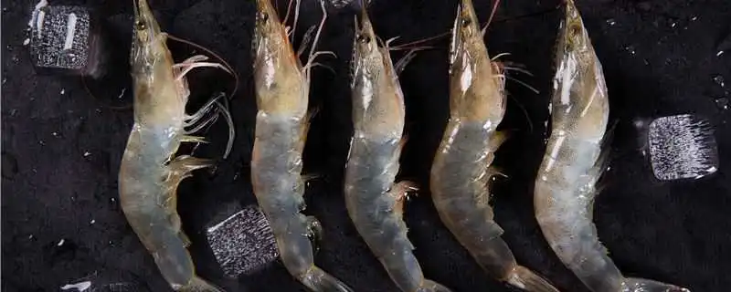 青虾的养殖技术，掌握技巧轻松养殖高质青虾