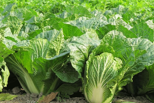 蔬菜肥料怎么施肥，最佳施肥方法介绍