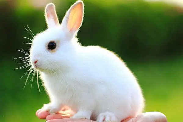 兔子的养殖技术要点,及注意事项