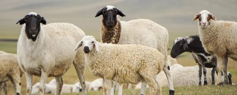 为什么说养羊是个坑，你必须知道的养殖陷阱