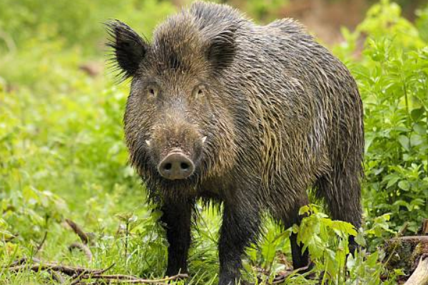 养100头野猪一年成本，野猪养殖技术