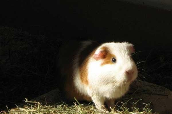 饲养豚鼠要注意事项，如何让它们健康快乐地生活