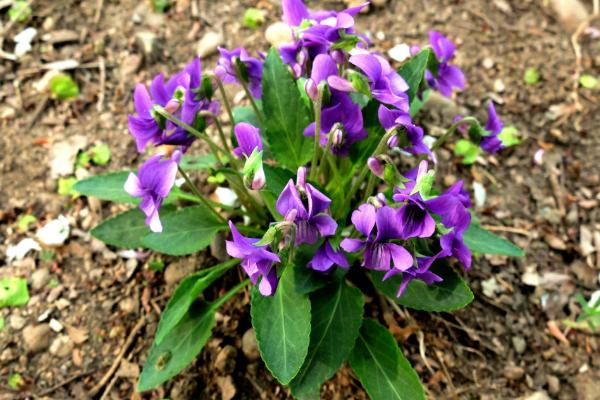 紫花地丁在哪里生长，了解这种植物的生长环境