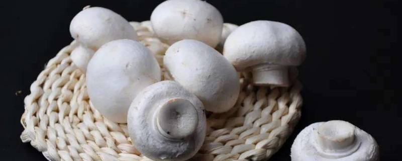 如何在家中种植口蘑，制作菌袋