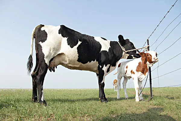 冬春季奶牛科学饲养管理技术