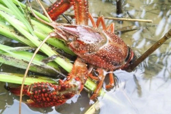 小龙虾的人工养殖技术，