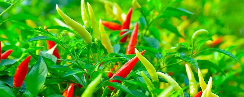 辣椒大棚种植技术，如何提高产量和品质