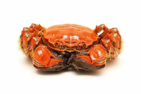 一斤螃蟹大约有多少只，螃蟹数量一斤大约有多少只