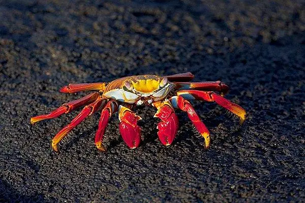 一斤螃蟹大约有多少只，螃蟹数量一斤大约有多少只