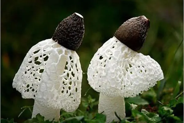 大棚蘑菇种植，大棚蘑菇种植技巧与方法