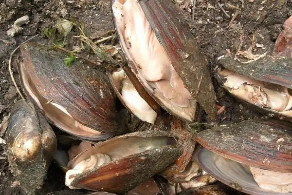 河蚌一次吃多少合适，如何避免过度饮食
