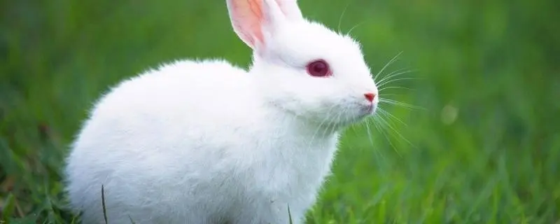 兔子养殖技术资料大全，新手必备的养兔指南