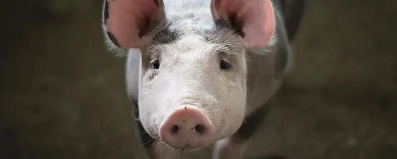 养猪要什么条件，了解放养养猪的基本要求