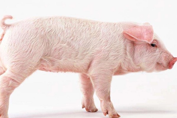 养猪要什么条件，了解放养养猪的基本要求