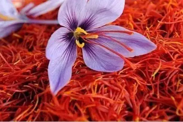 藏红花的种植方法和时间，在家中种植高质量的藏红花