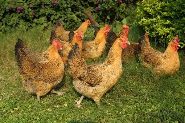 鸡吃猪饲料效果怎样，饲料对鸡的生长发育有哪些影响