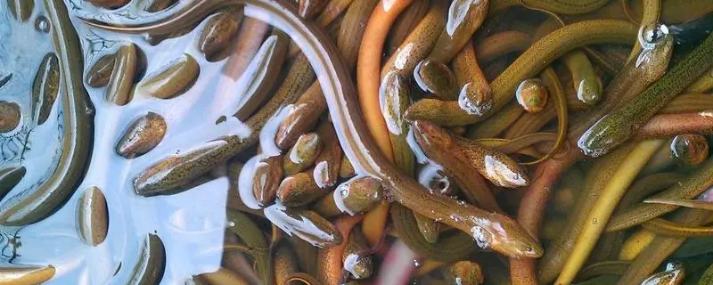 大棚养黄鳝，高效率的黄鳝养殖技巧分享