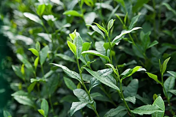 茶树种植技术要点，如何提高茶叶品质