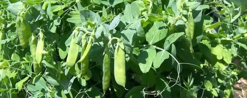 豌豆的栽培技术，切记避免与豆科作物连作