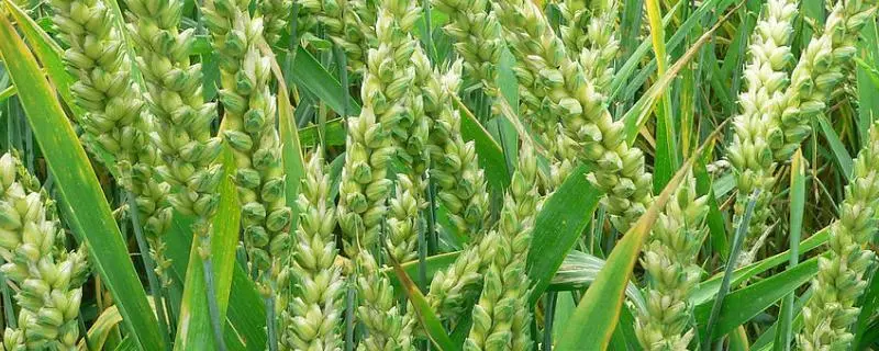 小麦种植技术要点，挑选优良合适的品种
