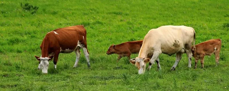 养殖犊牛，白痢的治疗方法