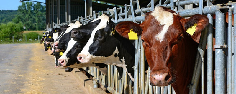 肉牛养殖技术，养殖肉牛的关键之一是选择合适的品种