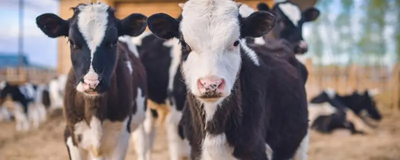 奶牛养殖技术，推荐几个优质的学习资源